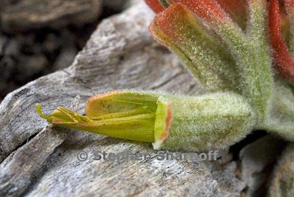 castilleja foliolosa 8 graphic